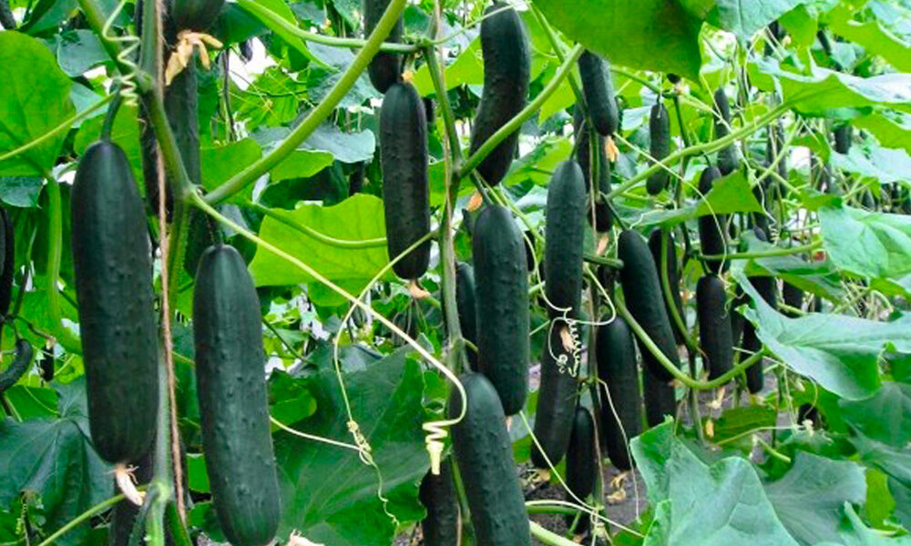 Pepinos