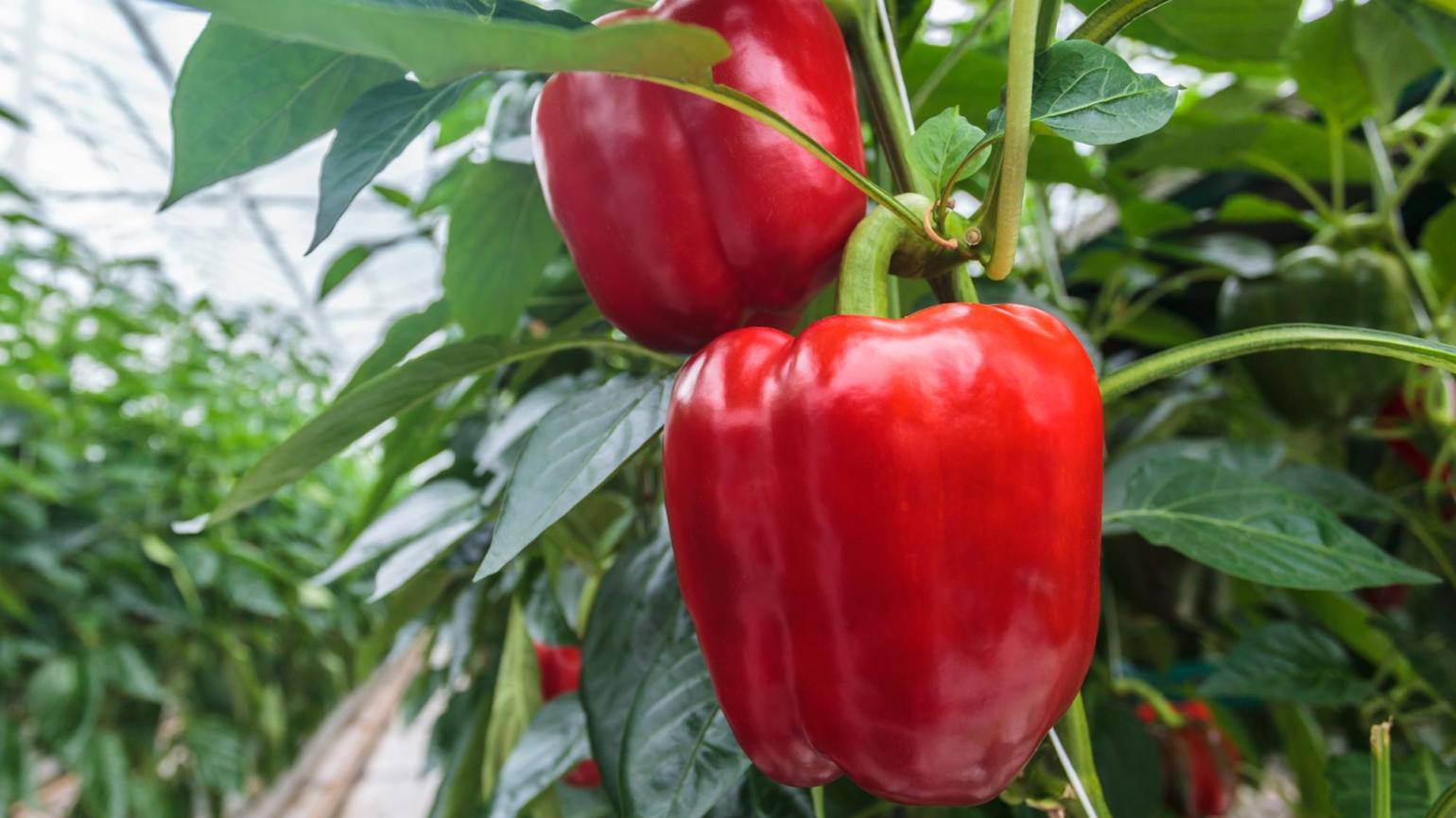 Pimientos