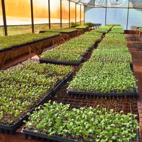 Producción de Plantines
