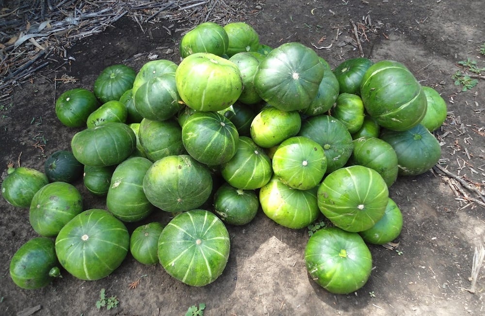 Zapallitos